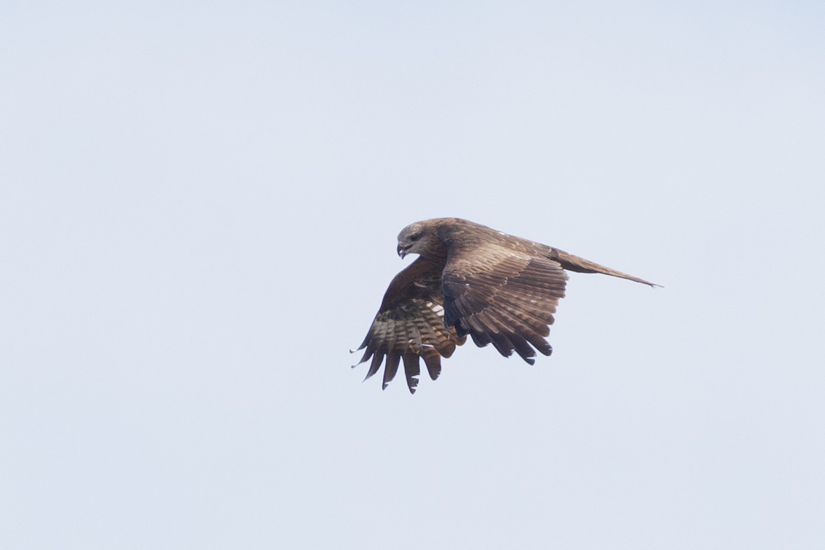 Black Kite - ML641113065