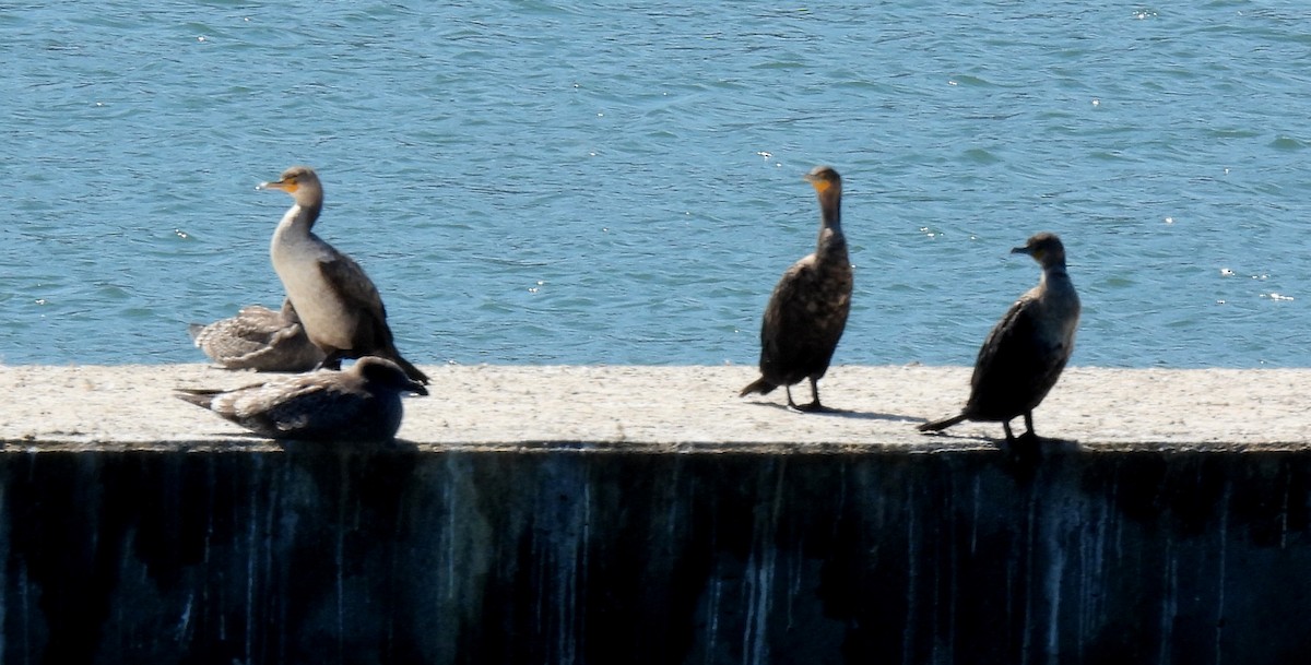 Double-crested Cormorant - ML641113067