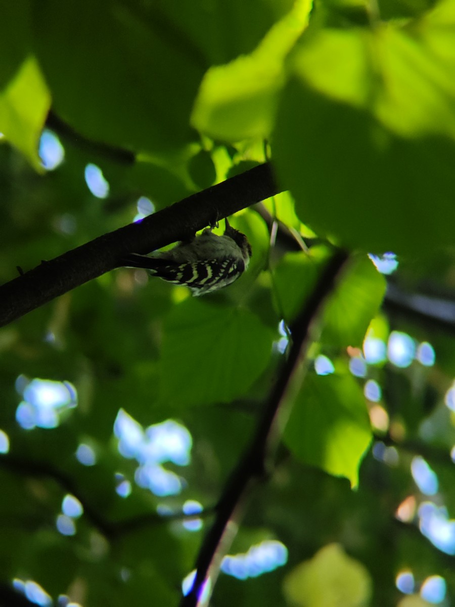 Lesser Spotted Woodpecker - ML641113085