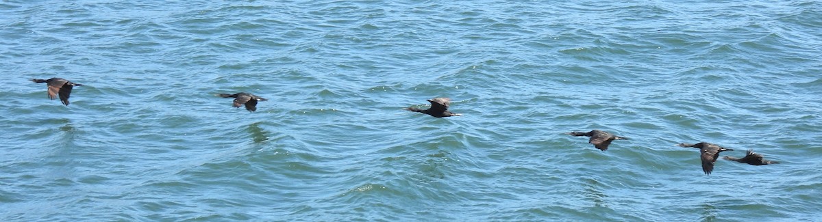 Double-crested Cormorant - ML641113088