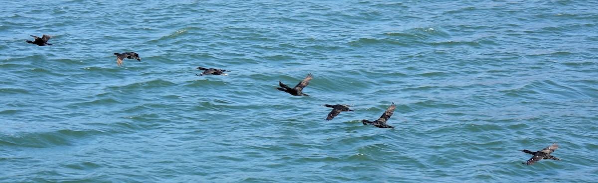 Double-crested Cormorant - ML641113107