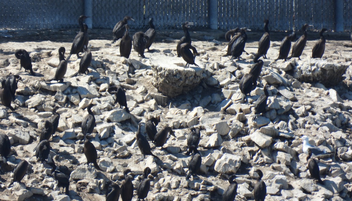 Double-crested Cormorant - ML641113120