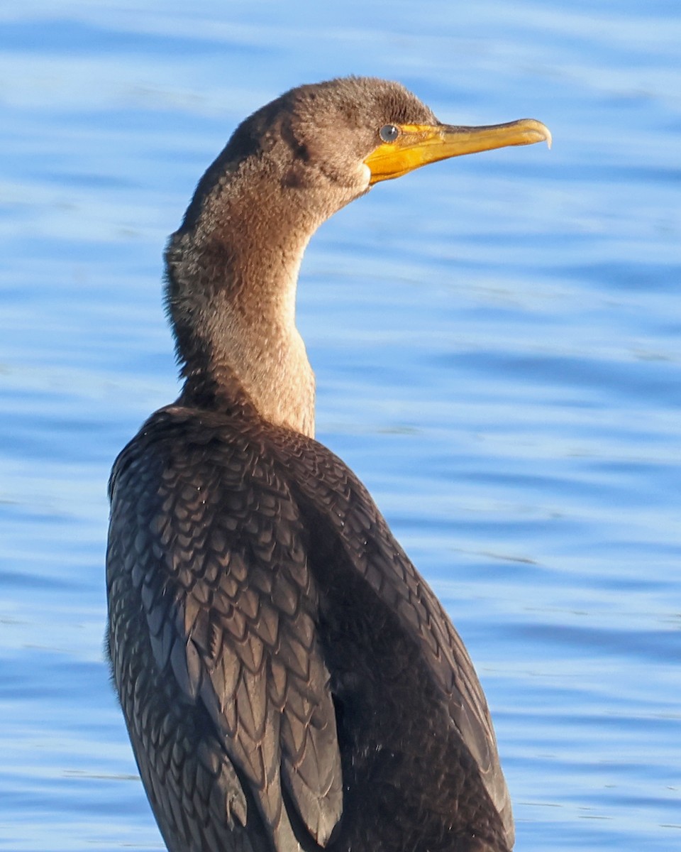 Double-crested Cormorant - ML641113124