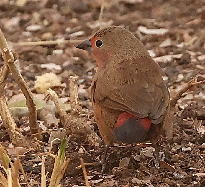 African Firefinch - ML641113125