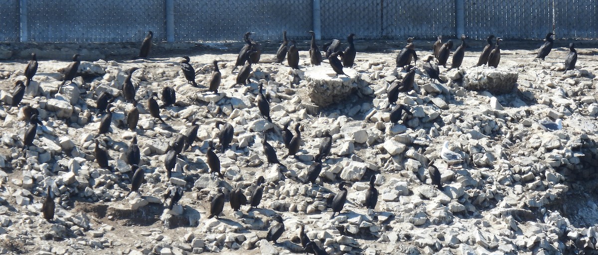 Double-crested Cormorant - ML641113163