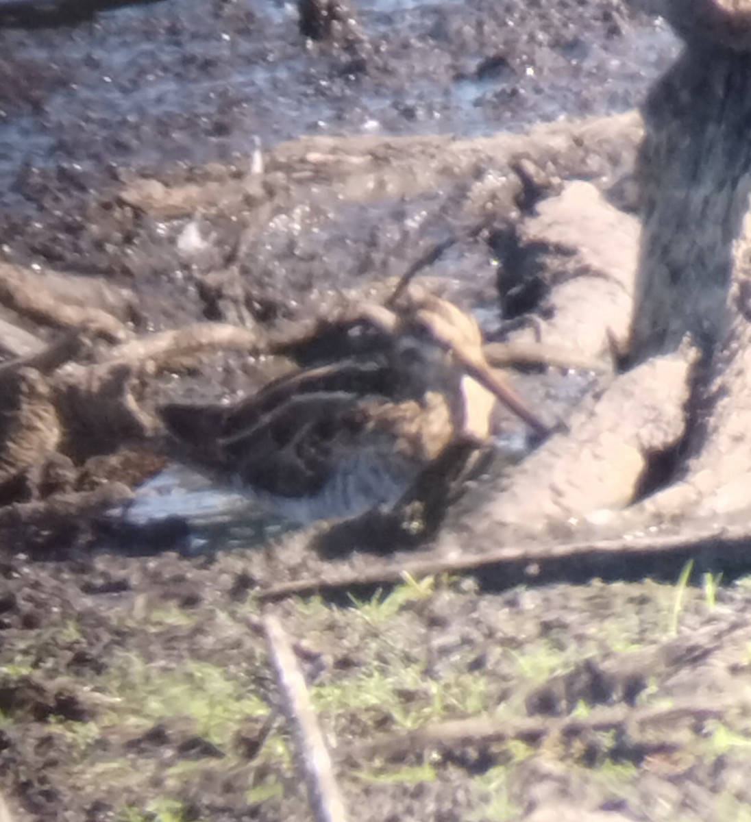 Wilson's Snipe - ML641113187