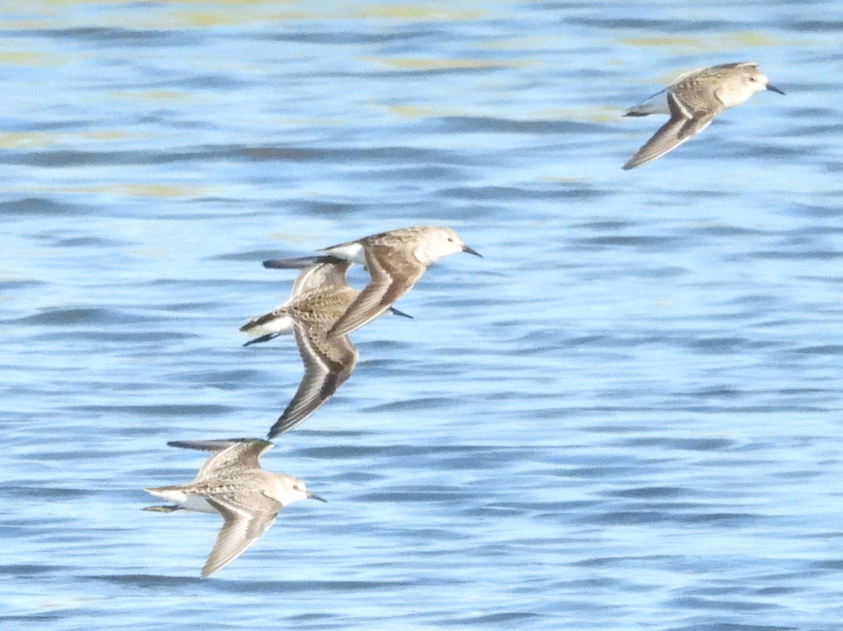 Semipalmated Sandpiper - ML641113208