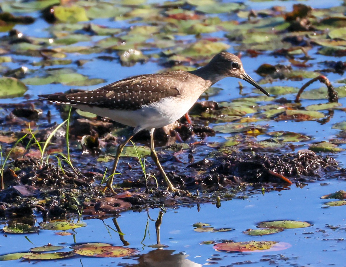 Solitary Sandpiper - ML641113213