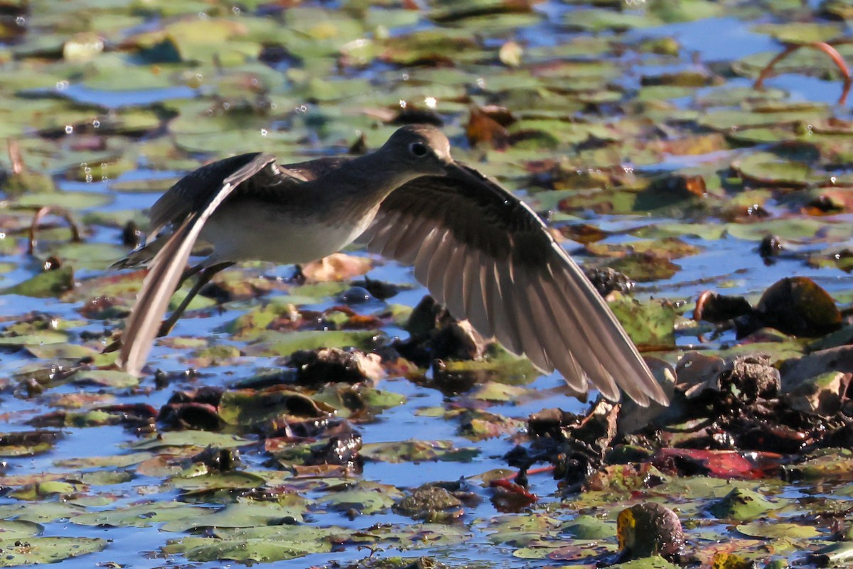 Solitary Sandpiper - ML641113214