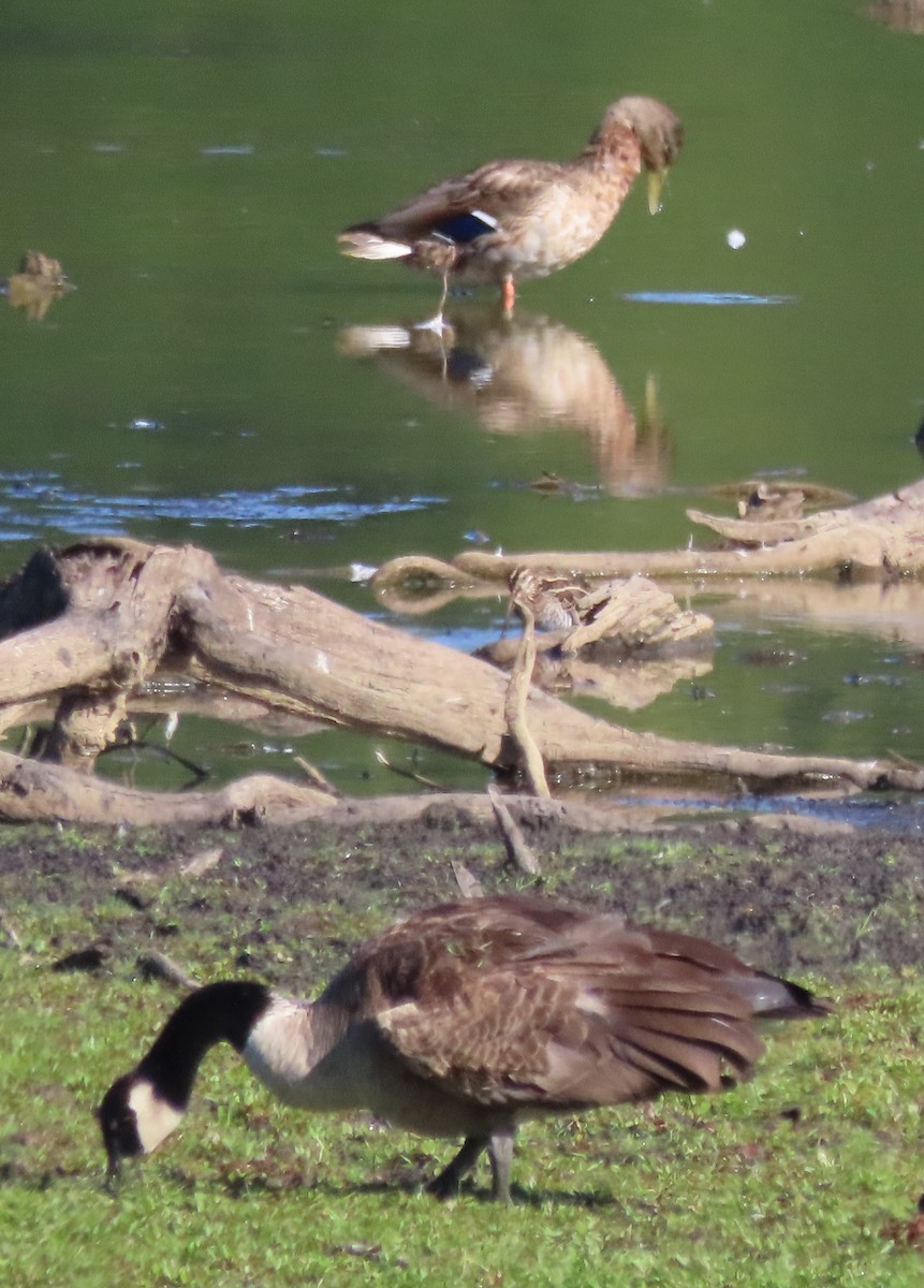 Wilson's Snipe - ML641113215