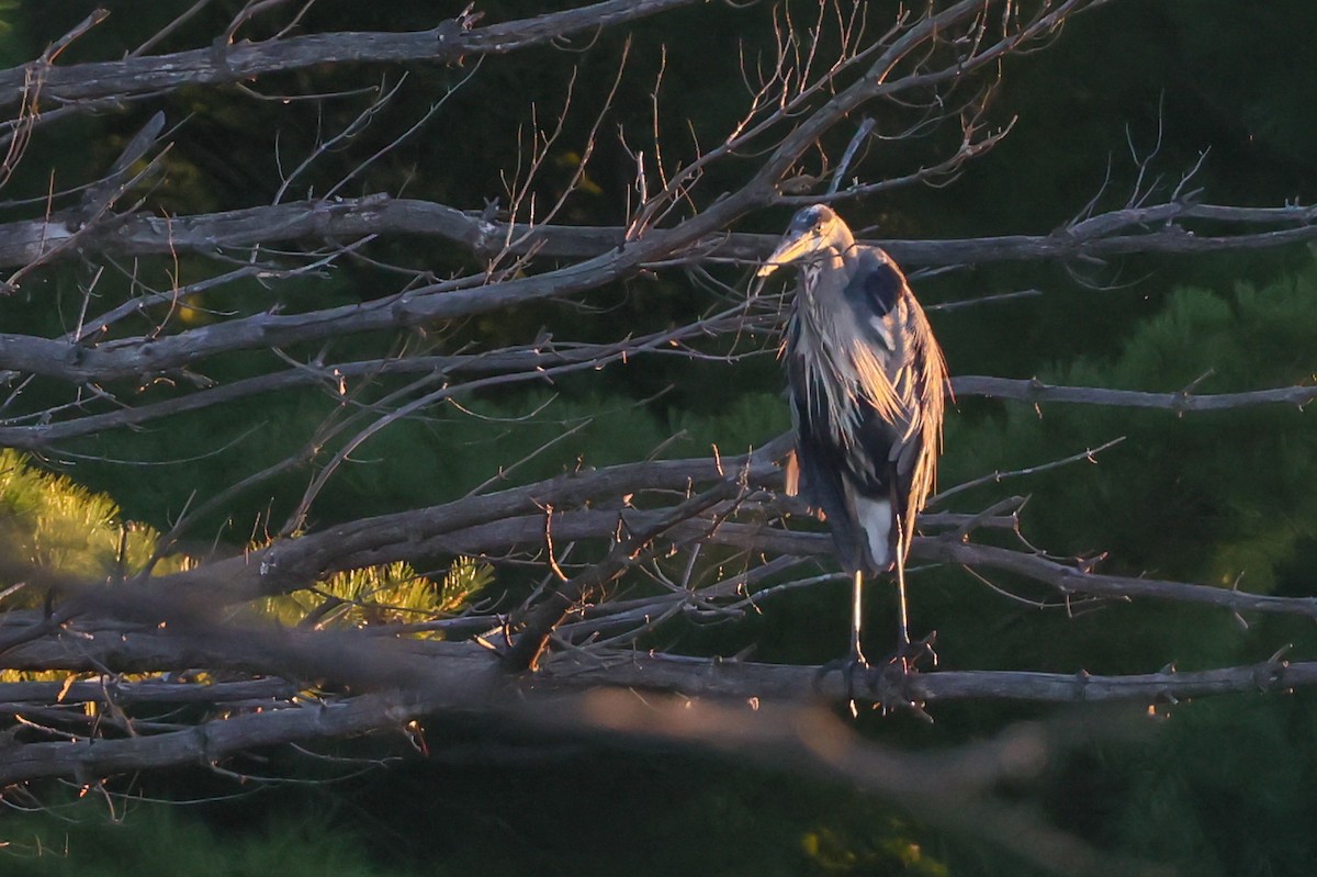Great Blue Heron - ML641113223