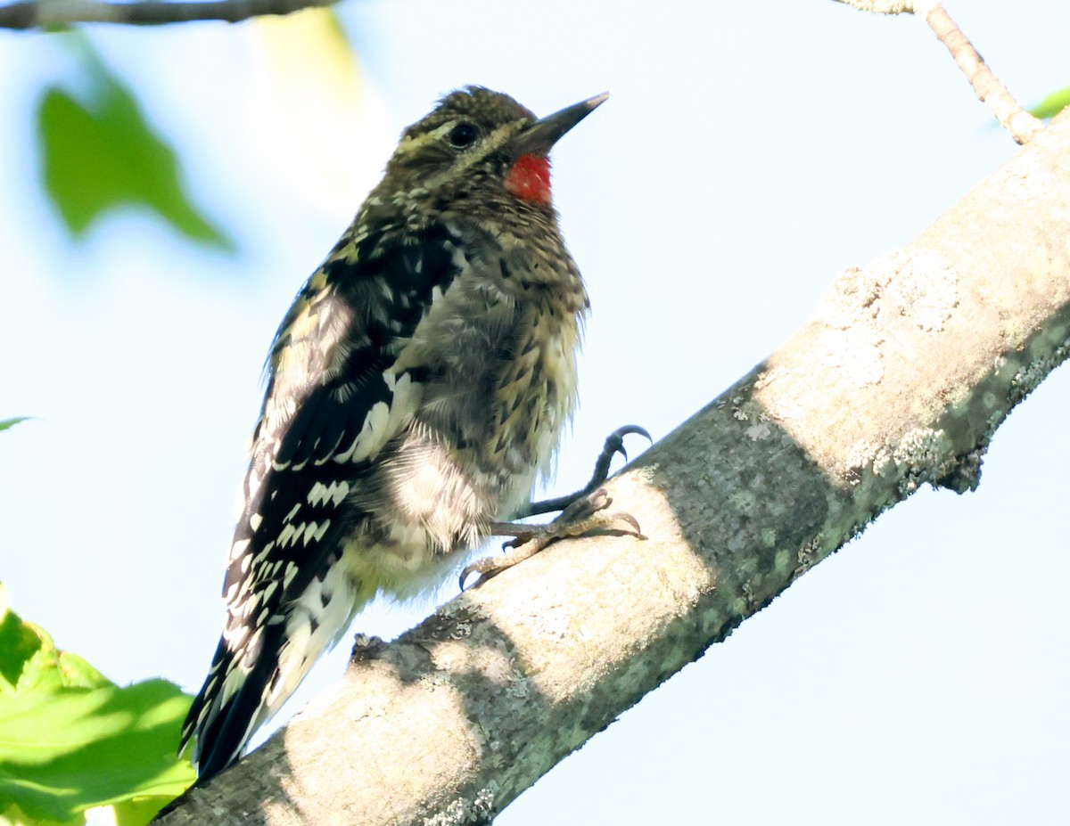 Yellow-bellied Sapsucker - ML641113244