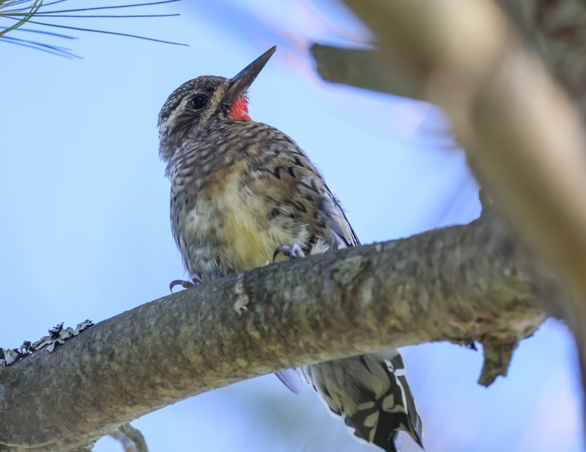 Yellow-bellied Sapsucker - ML641113245