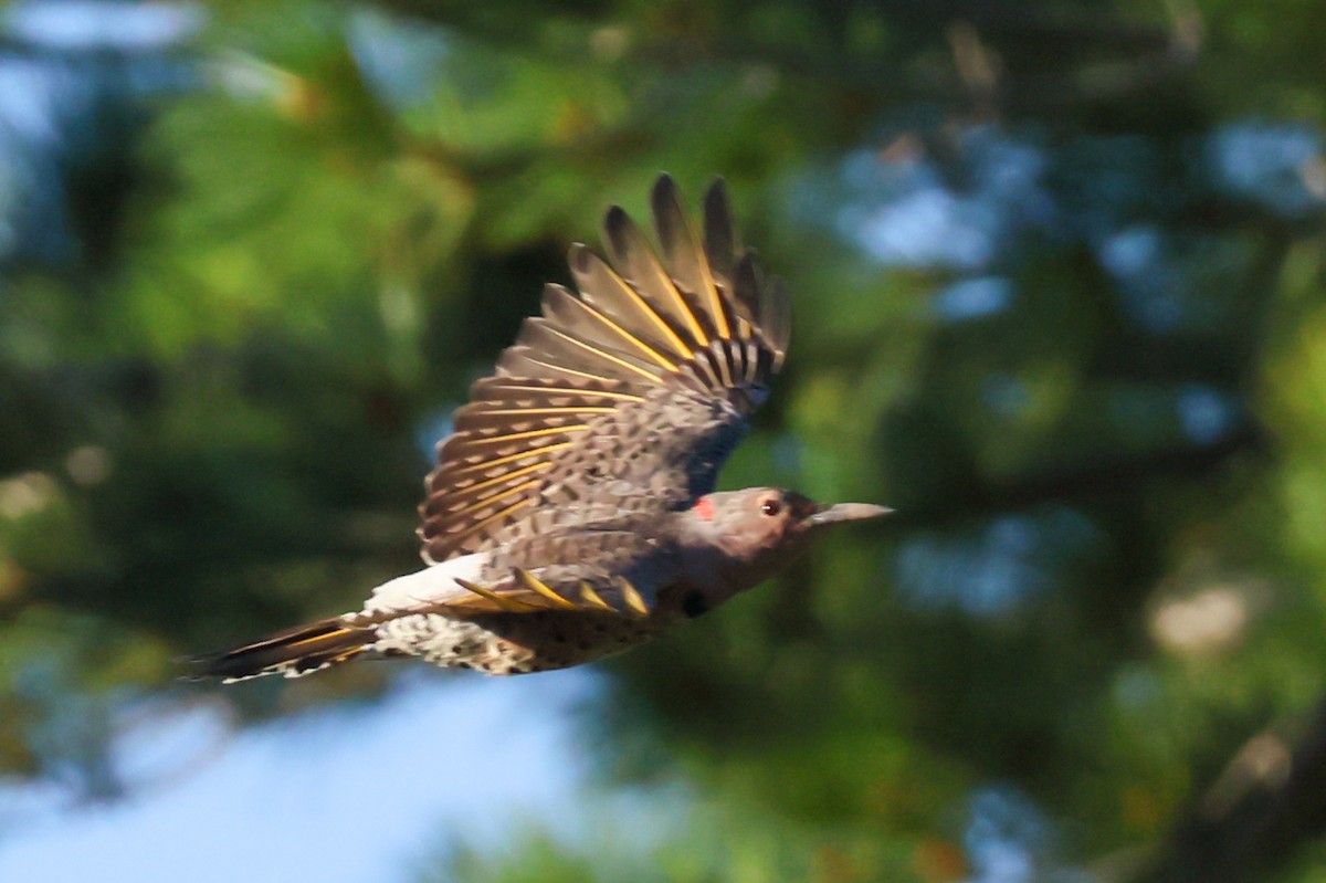 Northern Flicker - ML641113248