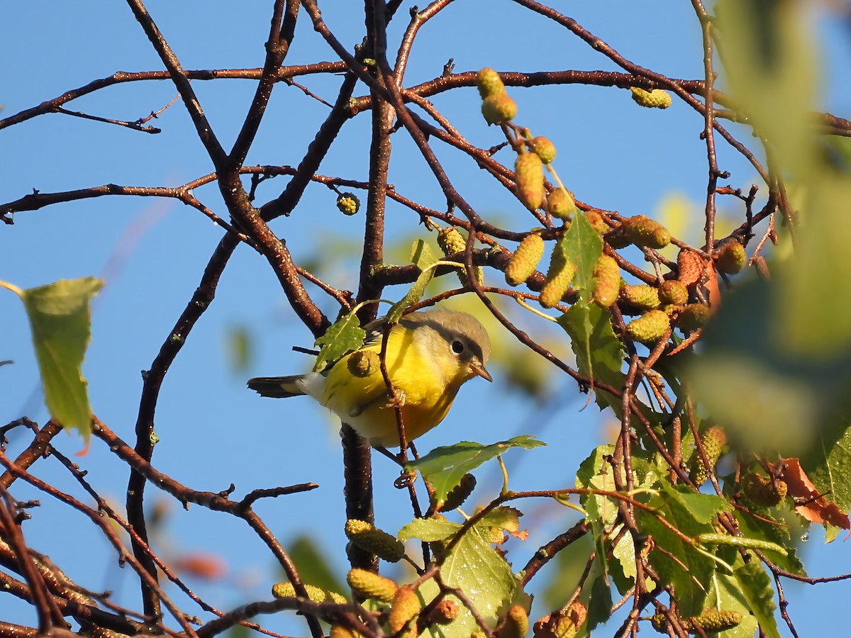 Magnolienwaldsänger - ML641113281