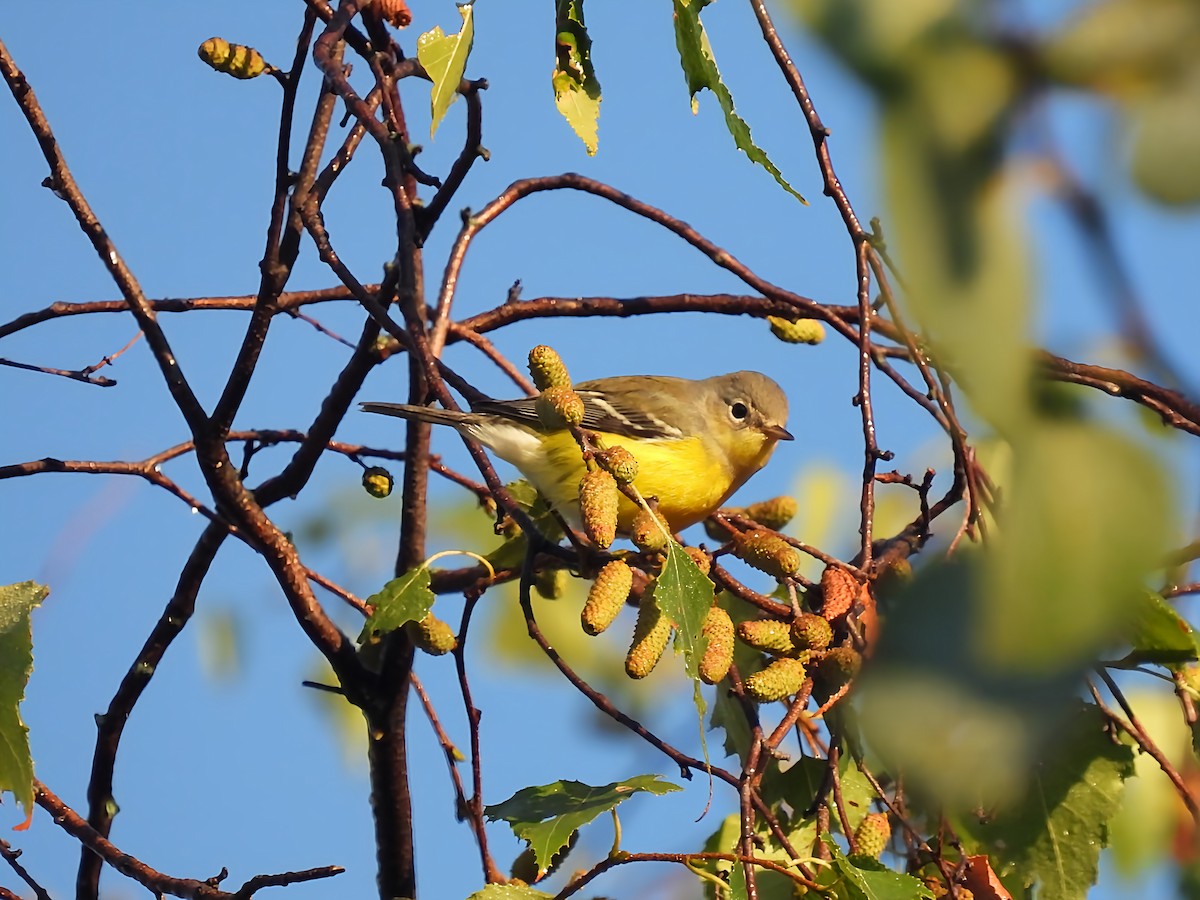 Magnolienwaldsänger - ML641113282