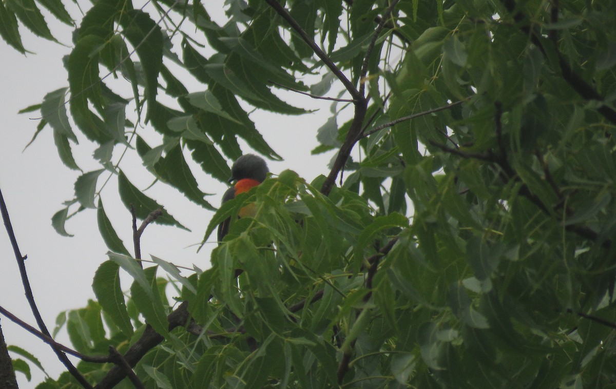 Minivet oranor - ML641113283