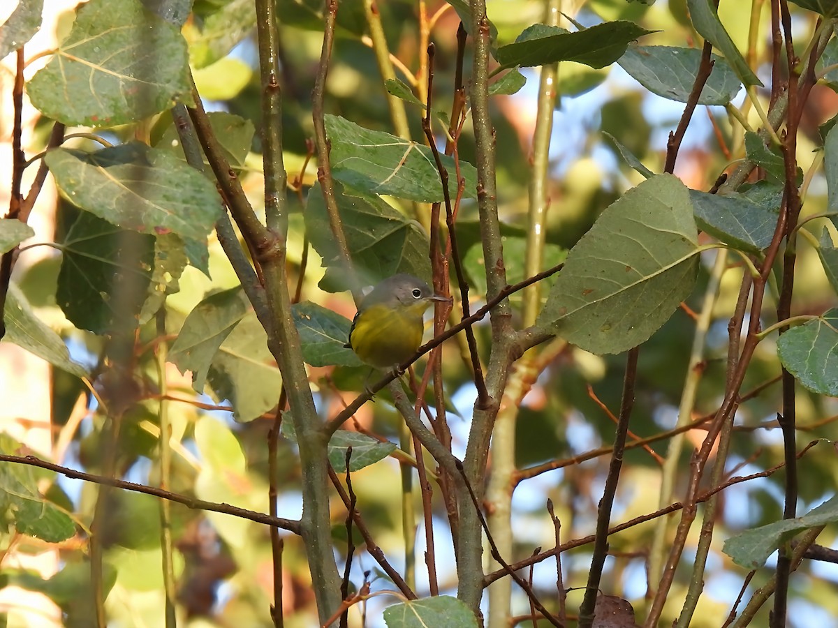 Magnolienwaldsänger - ML641113308