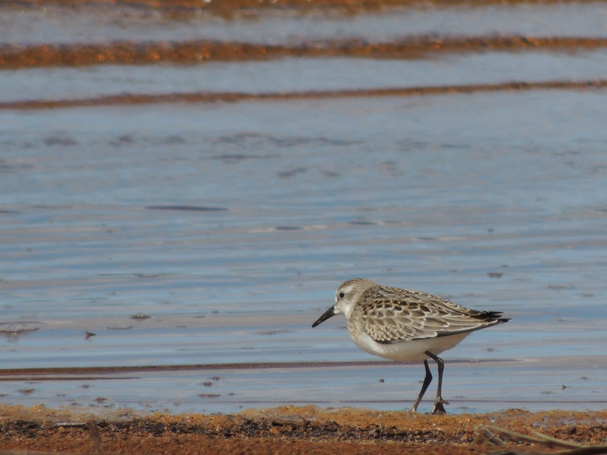Semipalmated Sandpiper - ML641113316