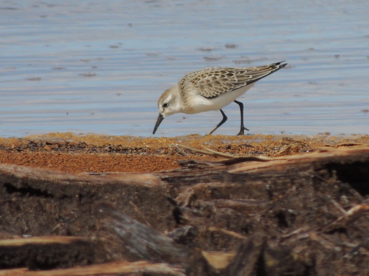 Semipalmated Sandpiper - ML641113318