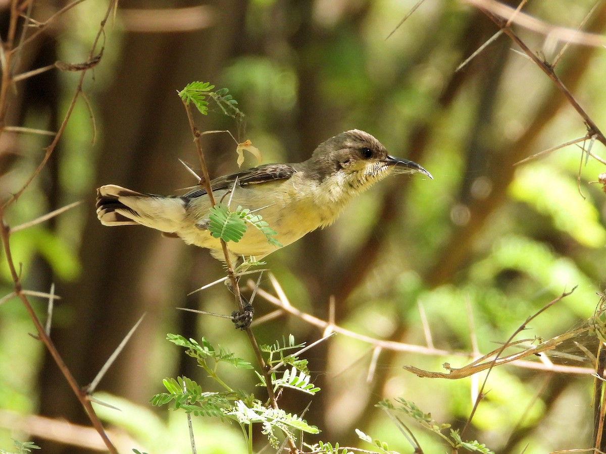 Purple Sunbird - ML641113326