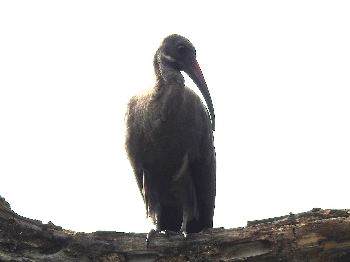 Ibis hagedash - ML641113327