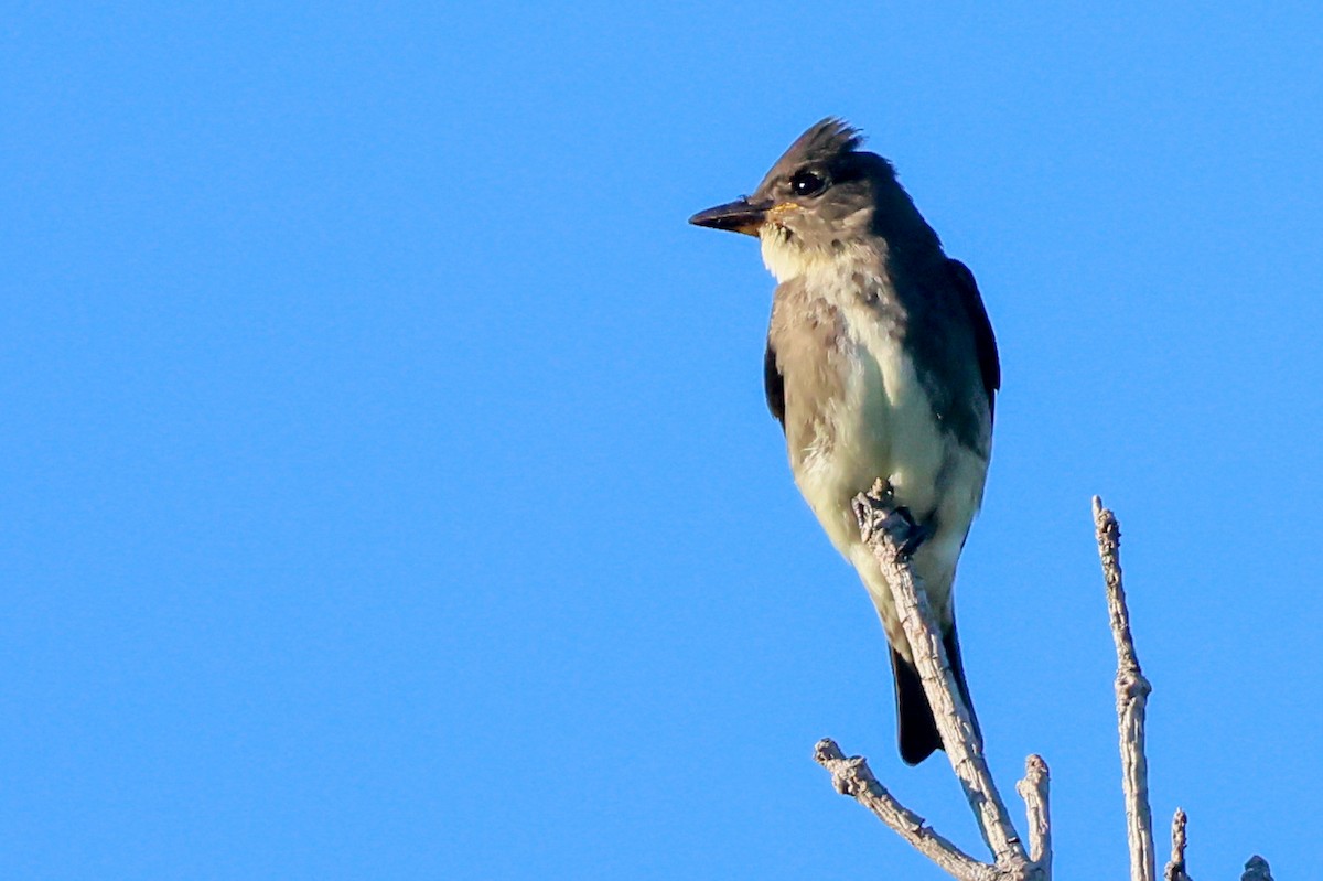 Olive-sided Flycatcher - ML641113330