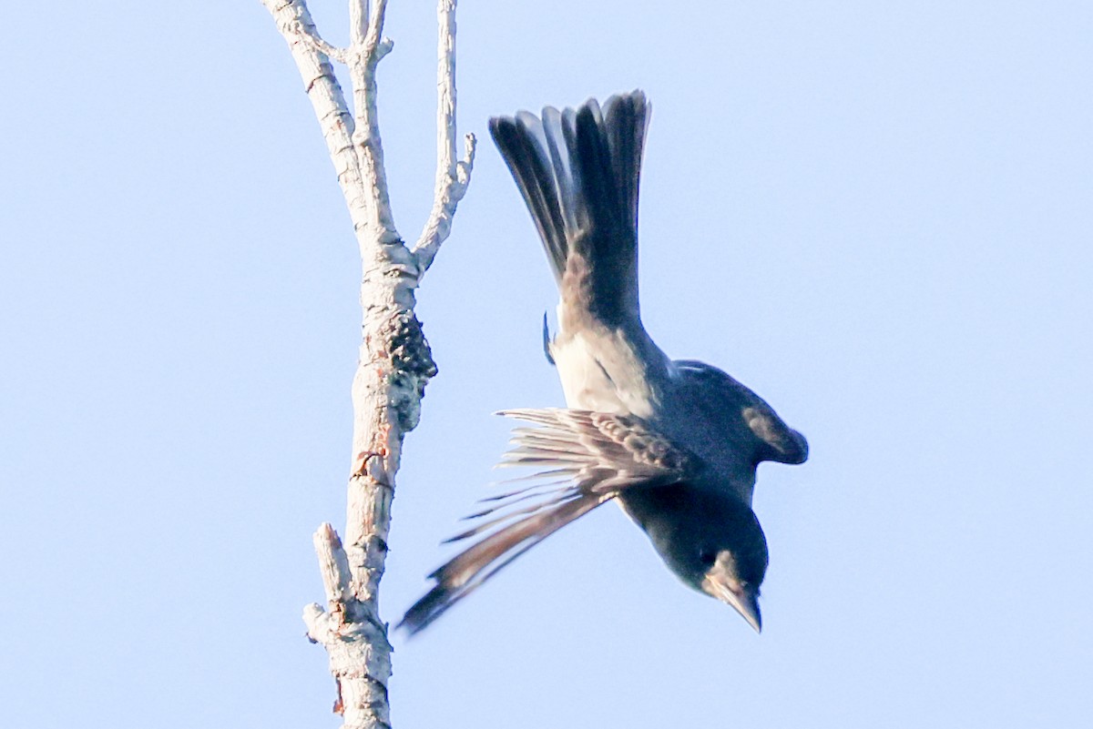 Olive-sided Flycatcher - ML641113331