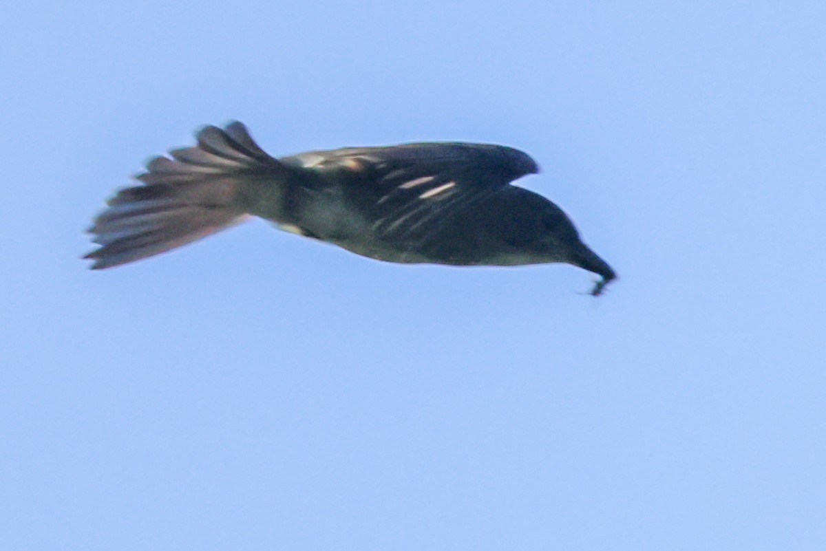 Olive-sided Flycatcher - ML641113332