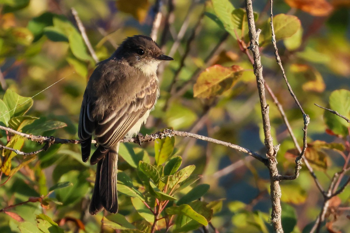 Eastern Phoebe - ML641113340