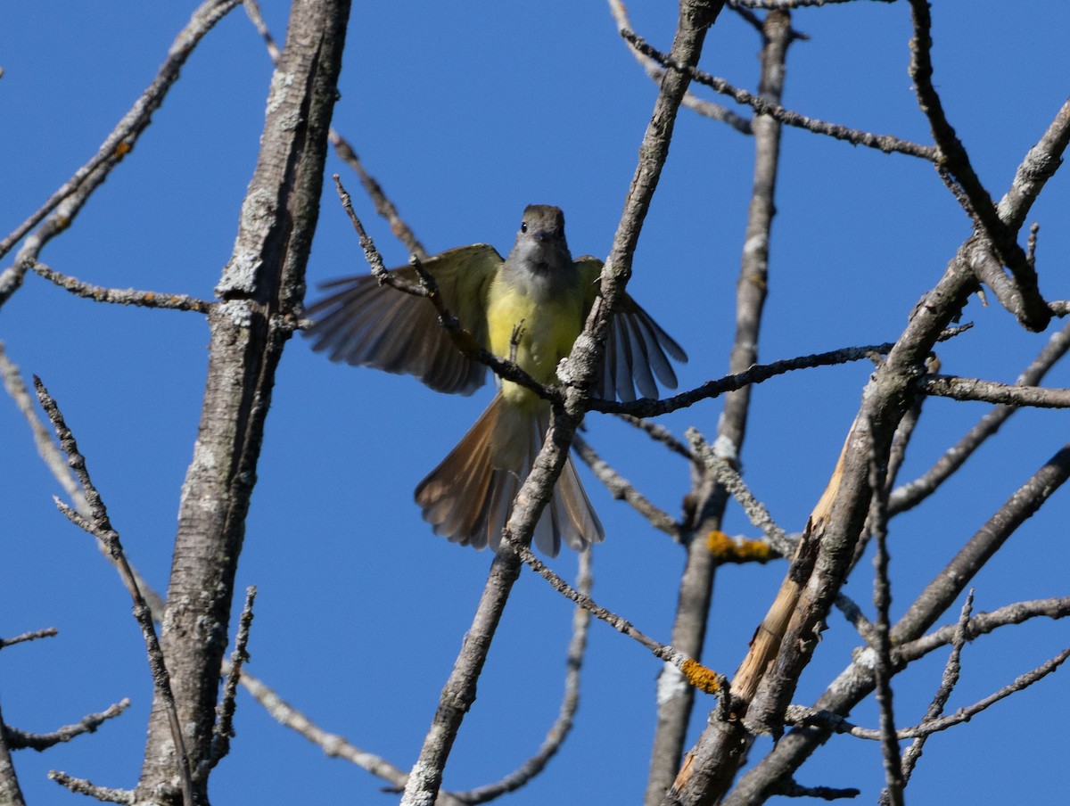 Great Crested Flycatcher - ML641113344