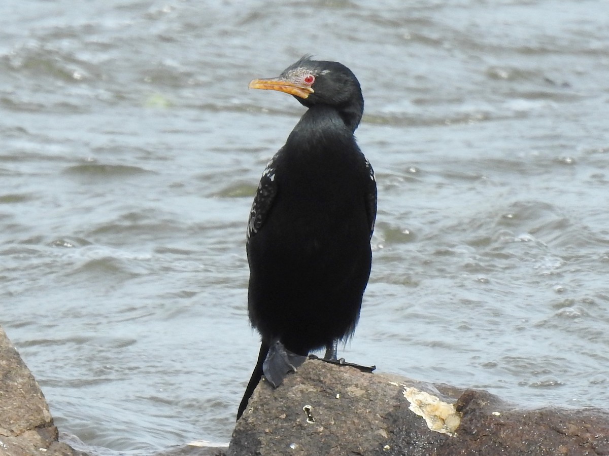 Reed Cormorant - ML641113345