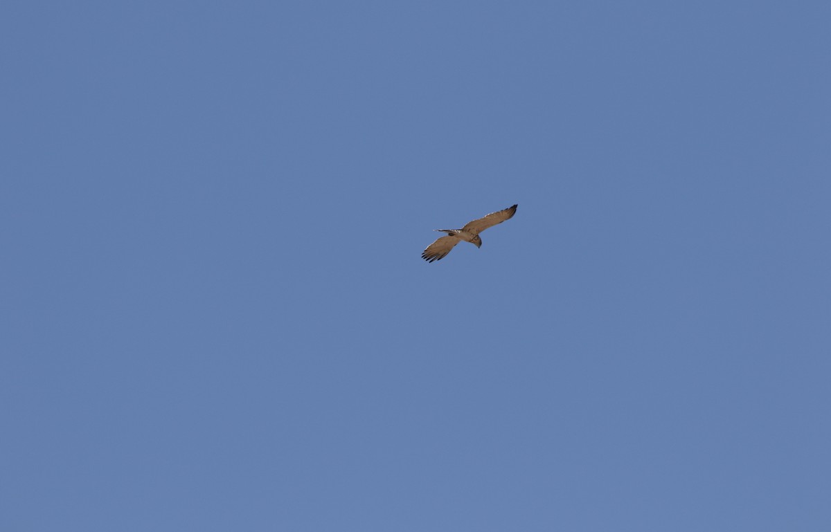 חיוויאי הנחשים - ML641113358