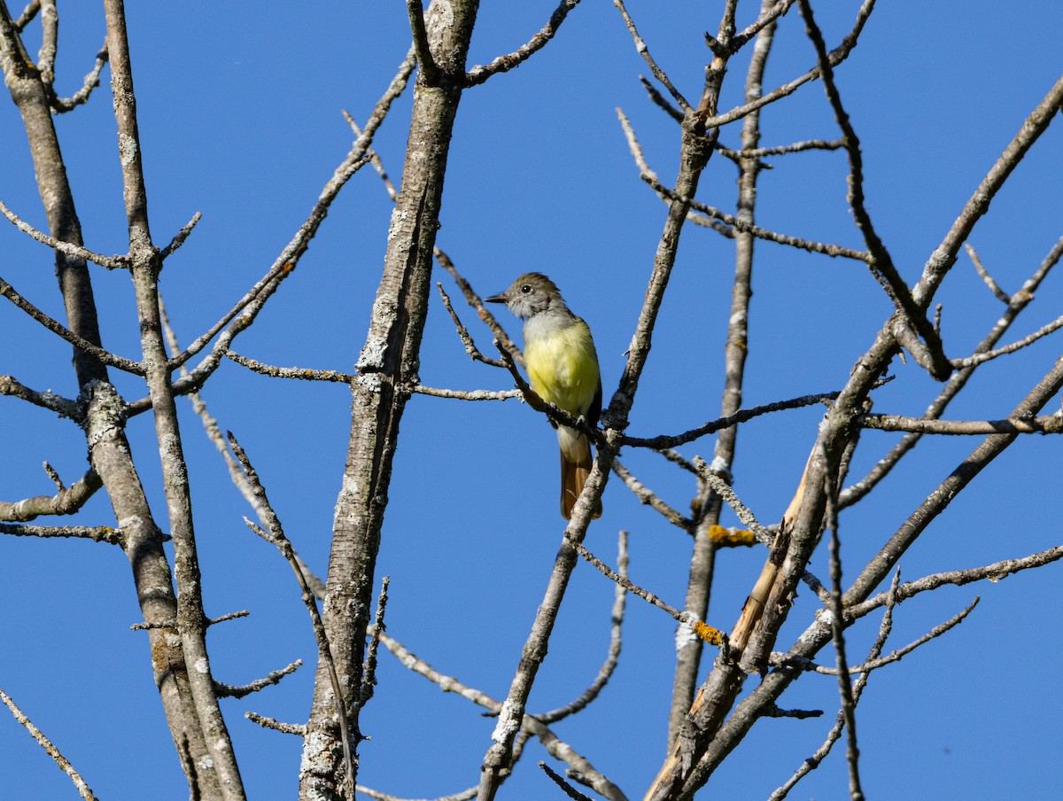 Great Crested Flycatcher - ML641113359