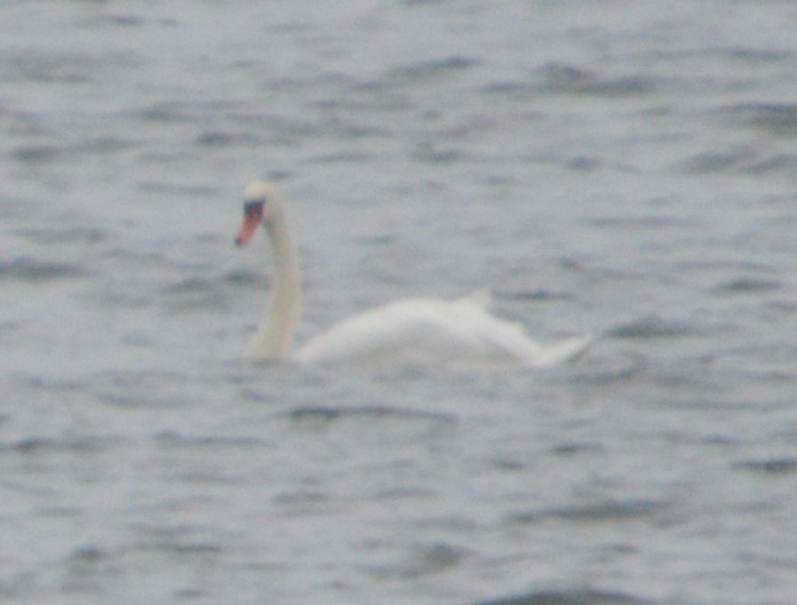 Mute Swan - ML641113375