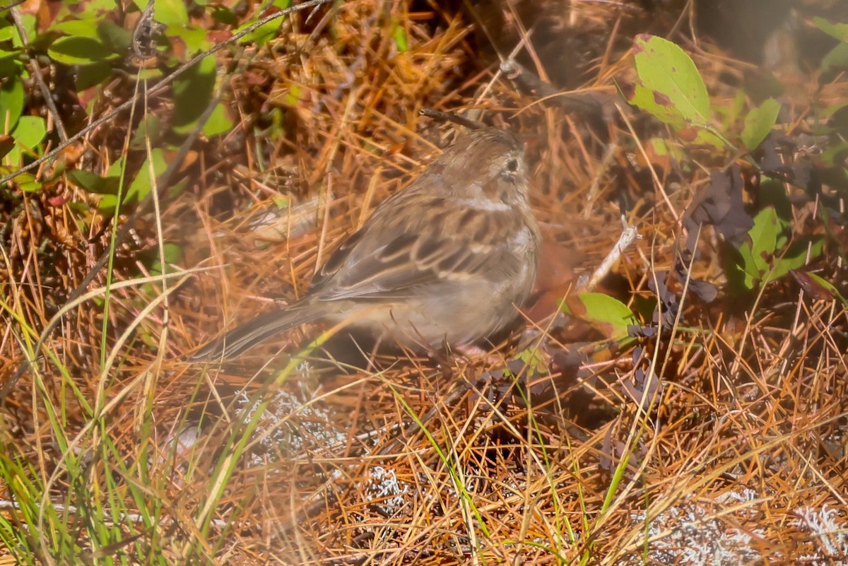 Field Sparrow - ML641113383