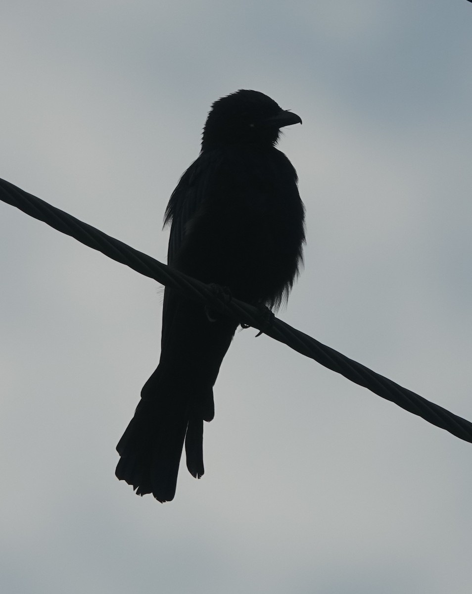 Black Drongo - ML641113386