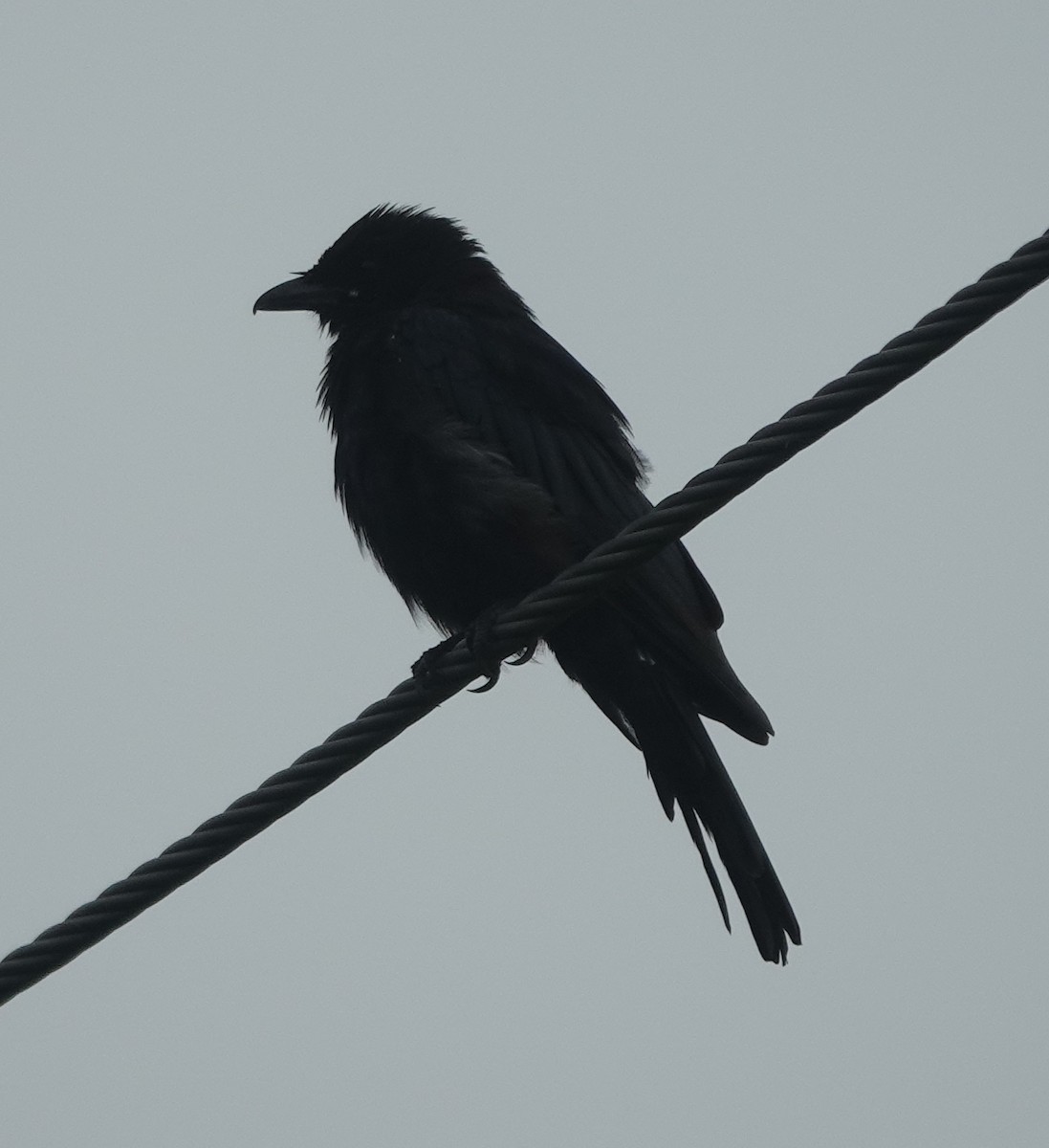 Black Drongo - ML641113387