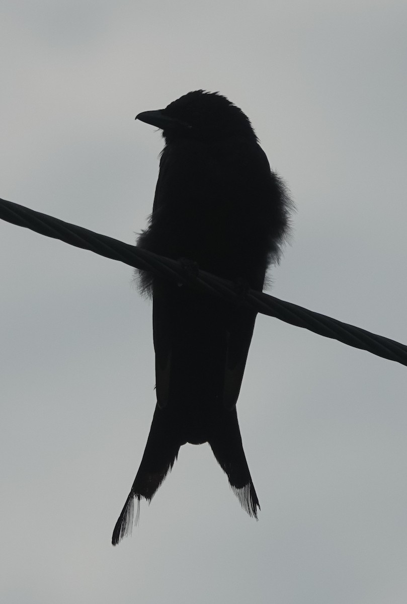 Black Drongo - ML641113388