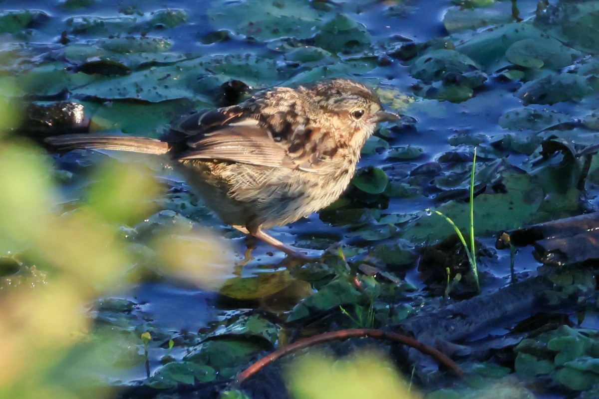 Song Sparrow - ML641113390