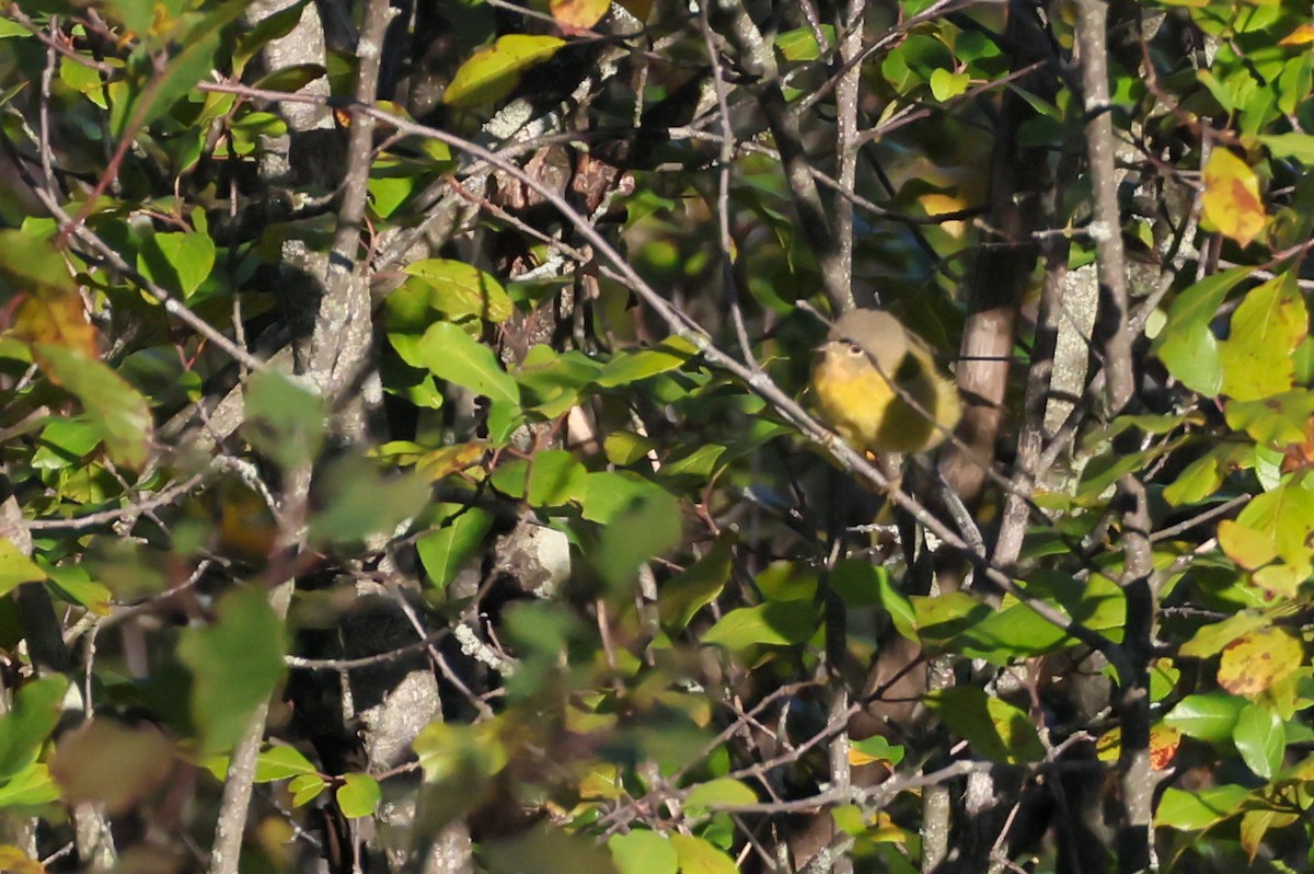 Nashville Warbler - ML641113394