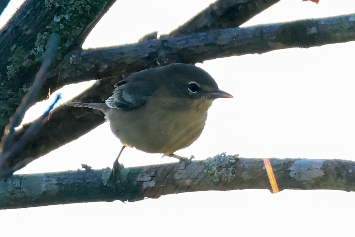 Black-throated Blue Warbler - ML641113434