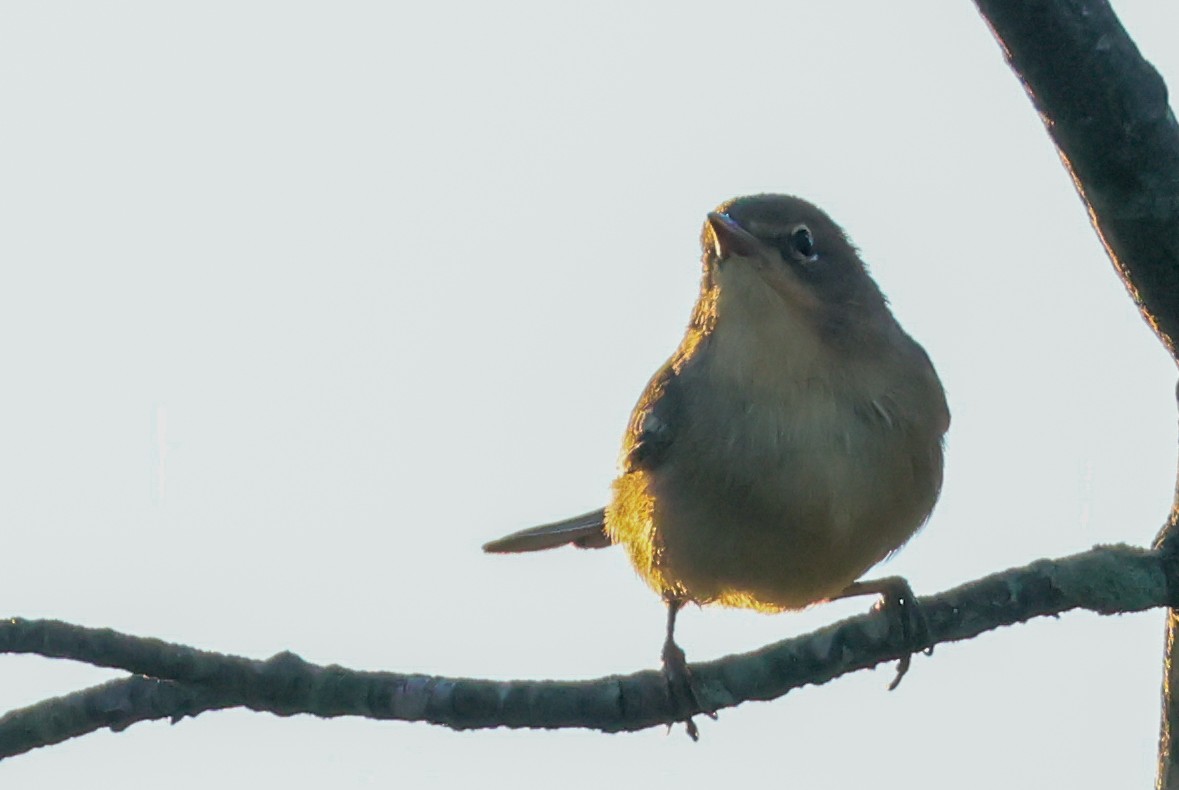 Black-throated Blue Warbler - ML641113435