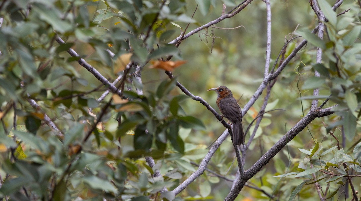 Rusty-cheeked Scimitar-Babbler - ML641113442