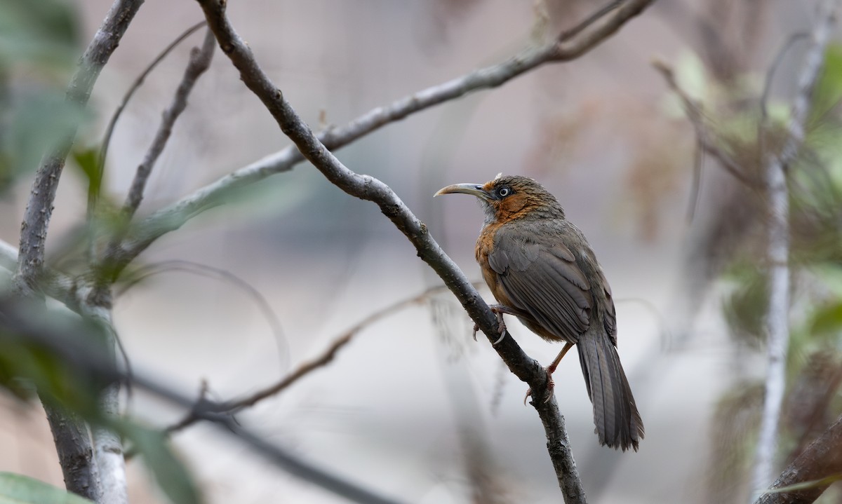 Rusty-cheeked Scimitar-Babbler - ML641113449