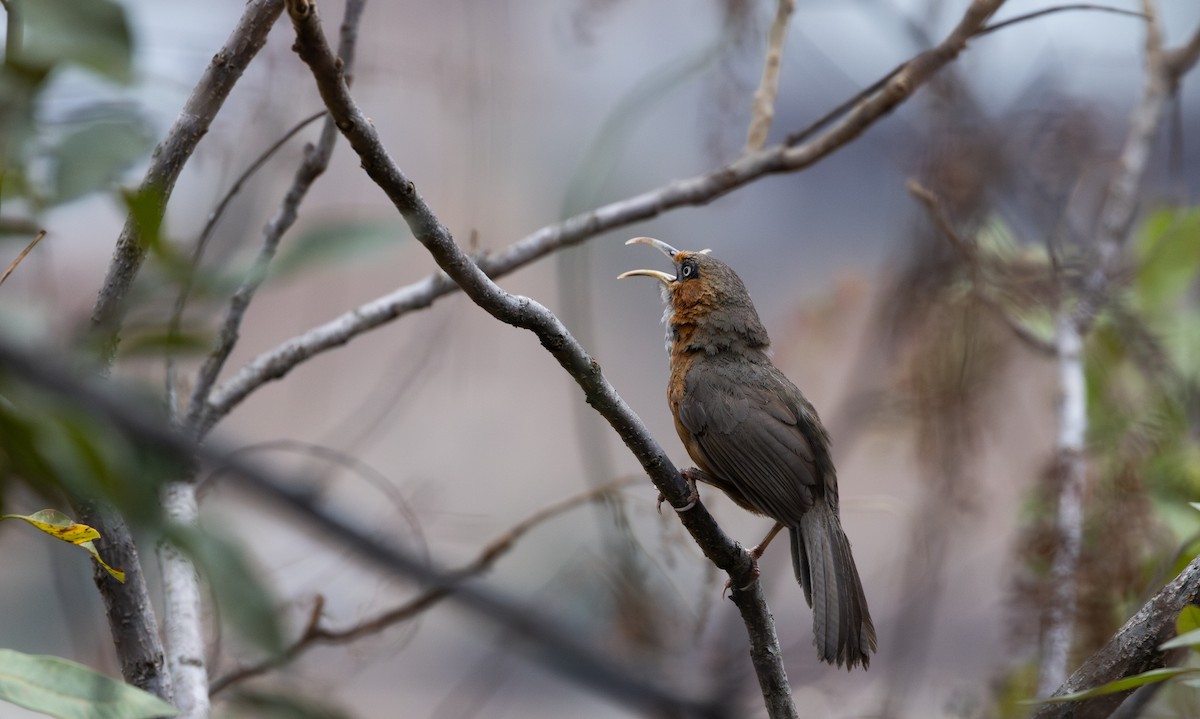 Rusty-cheeked Scimitar-Babbler - ML641113450