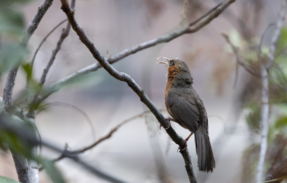 Rusty-cheeked Scimitar-Babbler - ML641113451