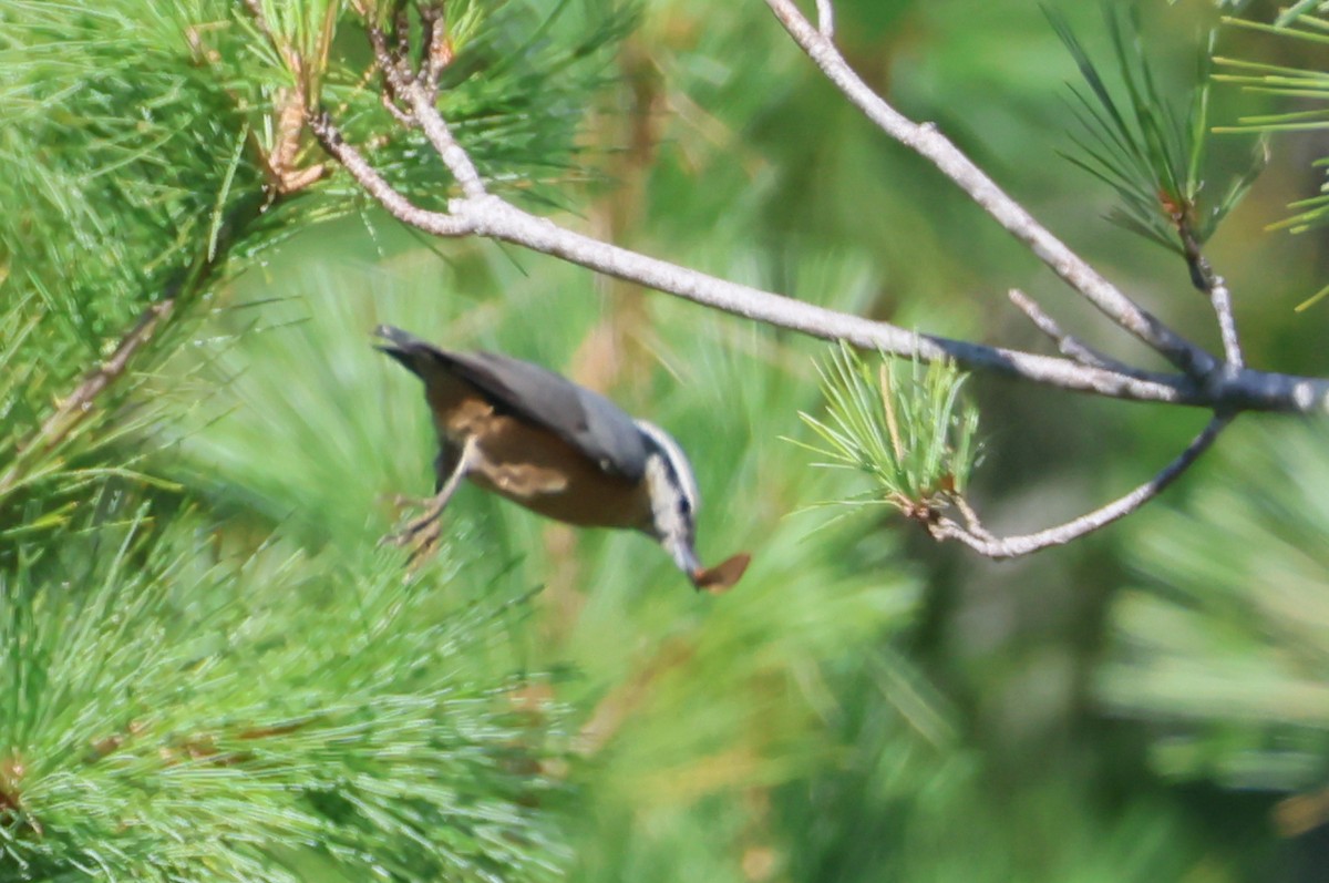 Red-breasted Nuthatch - ML641113486