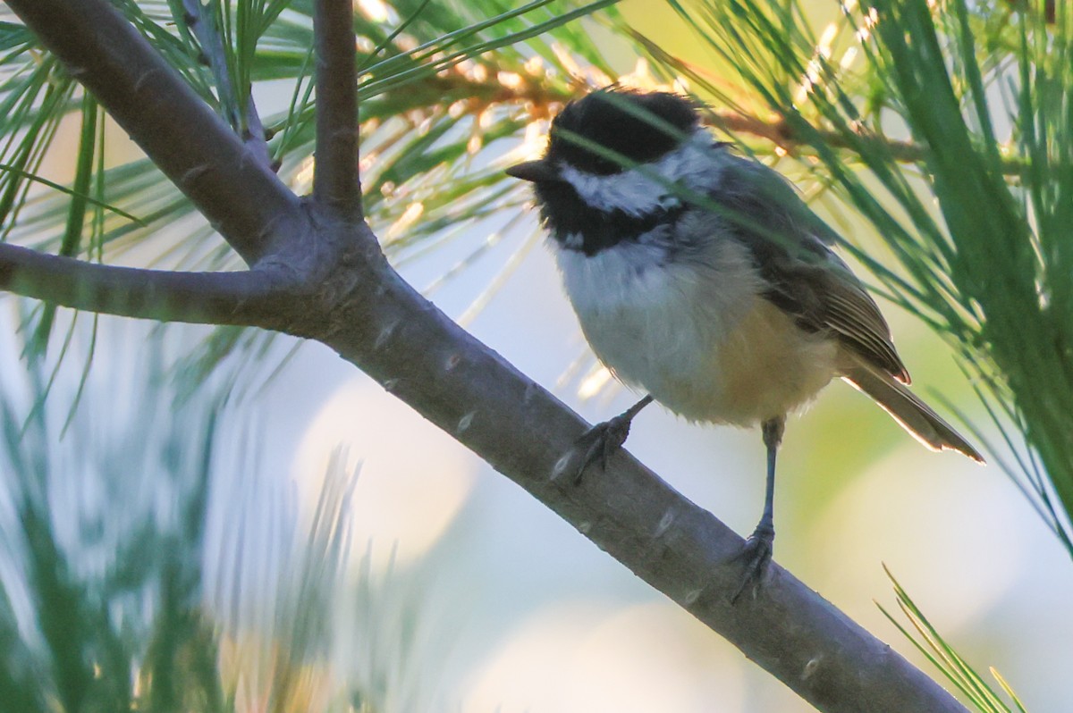 Black-capped Chickadee - ML641113498