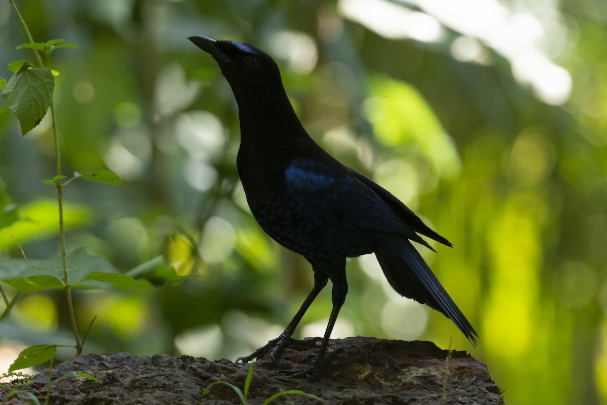 Malabar Whistling-Thrush - ML641113539